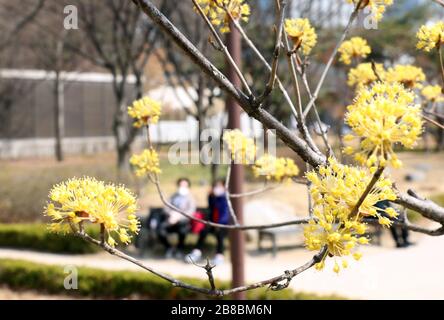 (200321) -- SEOUL, 21. März 2020 (Xinhua) -- Menschen genießen den Frühling im Jongmyo Shrine Park in Seoul, Südkorea, 21. März 2020. (Newsis/Handout über Xinhua) Stockfoto