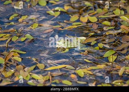 Ein kleiner grüner Frosch in einem grünen Pool Stockfoto