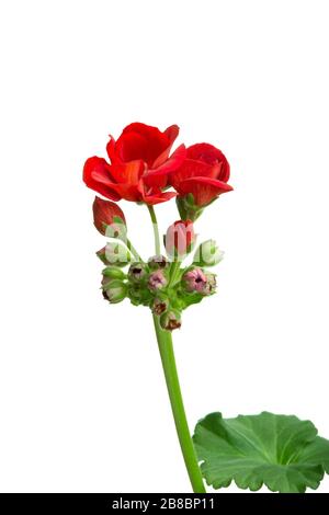 Bild von Indoor-Blume Geranium Pelargonium blüht mit roten Blumen auf weißem Hintergrund Stockfoto