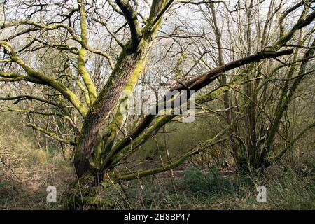 Dramatischer Baum mit Rinde, die mit hellgrünem Moos bedeckt ist Stockfoto