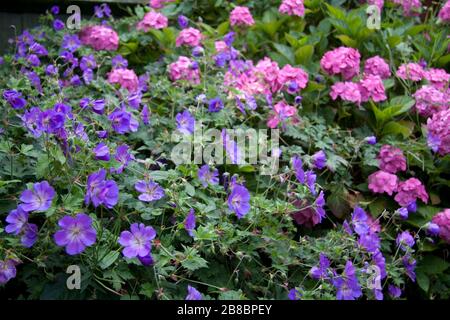 Geranium und Hydrangea im Garten Stockfoto