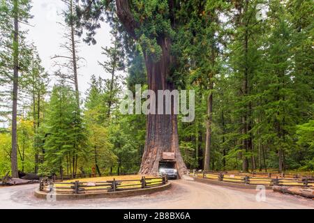 Kronleuchter Drive Through Tree in Leggett California USA Stockfoto