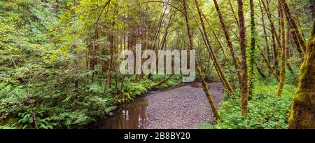 Lost man Creek im Redwood National Park USA Stockfoto