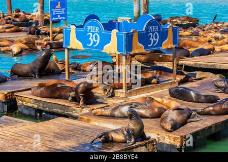 Sea Lions am Pier 39 San Francisco USA Stockfoto