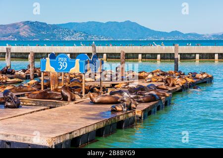 Pier 39 San Francisco USA mit Sonnenbaden Sea Lions Stockfoto