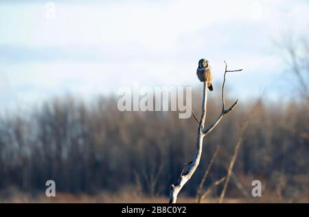 Nördliche Hawk-Eule (Surnia Ulula) Jagd von der Spitze eines Baumes in Kanada Stockfoto