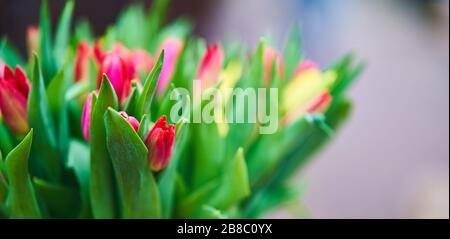 Blumenstrauß mit Tulpen in einem eisernen Eimer. Natürliche Blumen. Stockfoto