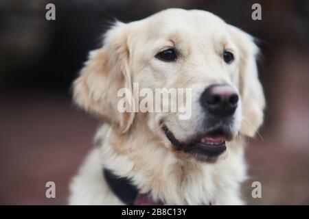 Golden Labrador Retriever mit einem Kragen auf der Straße. Stockfoto