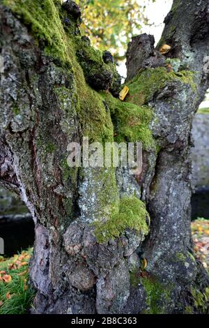 Alten Baum Japan Stockfoto