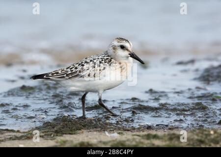 Sanderling (Calidris alba), Jugendliche auf der Suche nach Nahrung unter Algen und Algen. Ostsee, Polen. Stockfoto