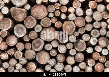 Abstrakter Hintergrund mit gerofenem Holz, Deutschland. Stockfoto