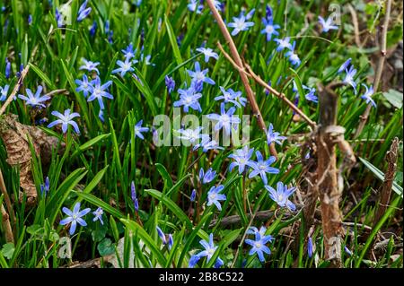 Nahaufnahme vieler Hausbesetzer (Scilla siberica), die auf einer Waldlichtung im Sonnenschein blühen. Stockfoto