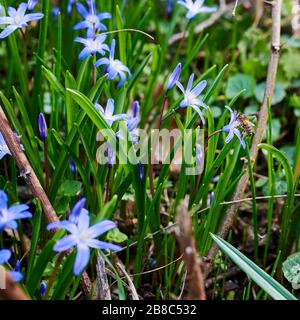 Nahaufnahme vieler Hausbesetzer (Scilla siberica), die auf einer Waldlichtung im Sonnenschein blühen. Eine Biene sitzt auf einer Blume und sammelt den ersten Pollen. Stockfoto