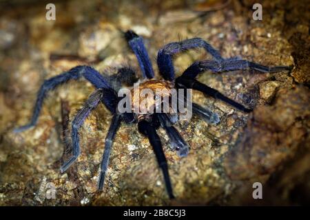 Costa-ricanische Sonnentiger Tarantula - Davus ruficeps ist eine Spinnenart in der Familie der früher in Cyclosternum, B, eingeschlossenen Theraphosidae (Tarantulas) Stockfoto