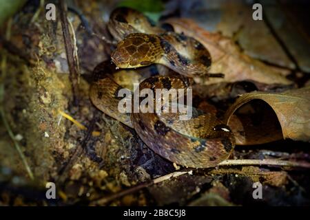 Northern Cat-eyed Snake-Leptodeira septentrionalis Arten der Mittleren, leicht giftige Schlange, aus dem Süden von Texas nach Norden Kolumbiens gefunden, Stockfoto