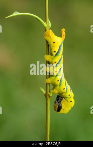 Die Kopf-Hawkmotte-Raupe des kleineren Todes - Acherontia styx, ikonische Falter aus asiatischen Wäldern und Waldgebieten, China. Stockfoto