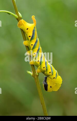 Die Kopf-Hawkmotte-Raupe des kleineren Todes - Acherontia styx, ikonische Falter aus asiatischen Wäldern und Waldgebieten, China. Stockfoto