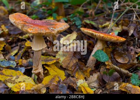 Amanita muscaria, allgemein bekannt als the fly Agaric oder amanita Fliegen Stockfoto