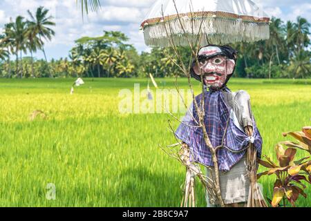 Traditioneller balinesischer Strohmann mit Vogelscheuchen, der die Reisfelder im Tegallalang-Gebiet auf Bali mit Palmen im Hintergrund bewacht Stockfoto