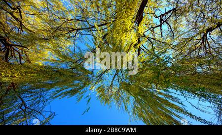 Blick nach oben in eine blühende Trauerweide vor blauem Himmel im Frühjahr in Tulln, Österreich Stockfoto