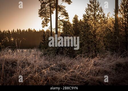 Jäger-Jagdturm versteckt in der Sonne an einem frühen, kühlen Frühlingmorgen in einem Nadelwald und Mutternatur hat ihren weißen Frostschleier bedeckt Stockfoto