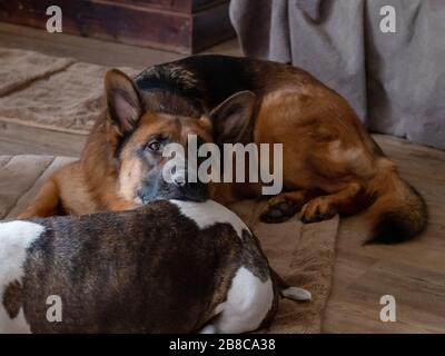 Der Hirte liegt lasch mit dem Kopf auf dem Rücken des englischen Bulldoggen. Stockfoto