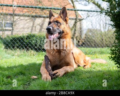 Porträt eines Deutschen Hirten, 3 Jahre alt, Porträt, davor. Legen Sie sich in Gras nieder, Friesland, Niederlande. Stockfoto