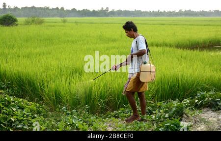 Der indische Bauer sprüht zur Morgenzeit chemische Flüssigkeit auf den Paddy Agriculture Ground. Stockfoto