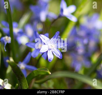 Winzige blaue Blume in strahlendem Sonnenlicht Stockfoto