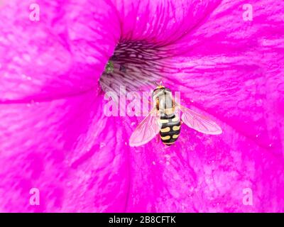 Nahaufnahme der Bienen, die Pollen einer rosafarbenen Petunia Blumenblüte sammeln. Schöne Farben und Hintergrundbild dieser großen Biene, die im Zentrum von t fliegt Stockfoto