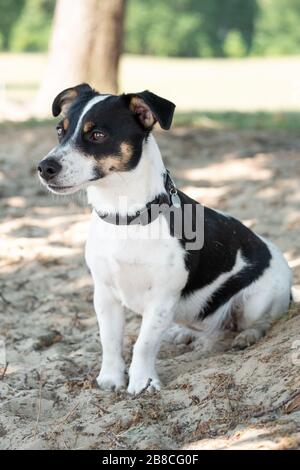 Hund, Jack Russel Terrier, Spielzeug, Wiese, Lüge Hund, Jack Russel Terrier, Spielzeug, Wiese, Lüge