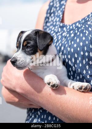 Fröhlicher junger Jack Russel Terrier Hund, weiß und braun, acht Wochen alt, Gesicht und Augen nah dran, eine Frau hat den Hund in den Armen. Stockfoto