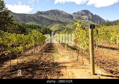 Reihen gesunder Semillon-Reben, die auf der Delheim Wine Farm in Stellenbosch, Cape Province, Südafrika, wachsen Stockfoto