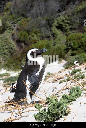 Porträt eines afrikanischen Pinguins in der Kolonie am Boulders Beach, nahe Simon's Town, Südafrika Stockfoto