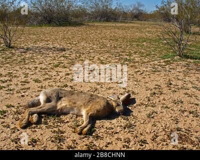 Ein toter Jackrabbit in einem abgelegenen Gebiet der Wüste von Arizona. Es ist selten, ein totes Tier in der Wüste unversehrt zu finden, da Raubtiere und Geiger q würden Stockfoto