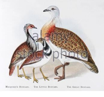 Macqueen's Bustard (Chlamydotis macqueenii), Little Bustard (Tetrax Tetrax), Great Bustard (Otis tarda), klassische Illustration, die 1898 veröffentlicht wurde Stockfoto