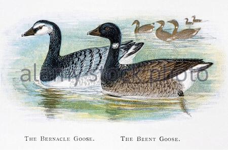 Barnacle Goose (Branta Leucopsis), Brent Goose (Branta bernicla), klassische Illustration, die 1898 veröffentlicht wurde Stockfoto