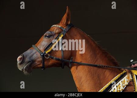 Dressur arabian Race Horse Low Key Portrait Indoor-Stall Stockfoto