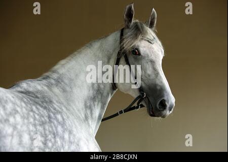 Reine Spanische Pferd oder PRE, dapple Grey Mare Portrait gegen dunkle Stockfoto