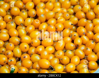 Seebuckdornbeeren in großen Mengen auf einem Grund Stockfoto