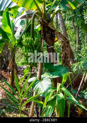 Indien, Goa - 2. Januar 2020 - EIN riesiges Bananenbündel in Goa Stockfoto