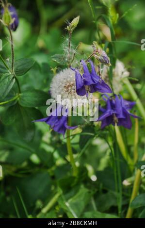 Lebendige lila columbine Blume und flauschige Löwenzahn Blumen umgeben von Blättern und Gras. Stockfoto