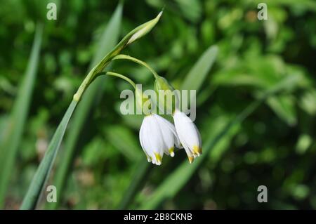 Nahaufnahme von leucojum Vernum Blumen. Diese Pflanze ist besser bekannt als Frühling Schneeflocke Stockfoto