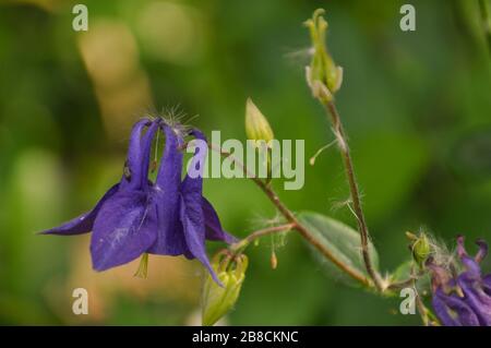 Aquilegia Pflanze mit Blumen und Knospen Nahaufnahme. Frühlingsgarten. Stockfoto