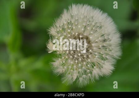 Flauschiger Löwenzahn in der Wind-Nahaufnahme. Frühling. Stockfoto