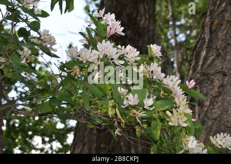 Blühender Zweig des Geißblattes. Dies ist Lonicera xylosteum, die gemeinhin als Fliege Geißblatt, Fliege woodbine oder Zwerg Geißblatt bekannt. Stockfoto