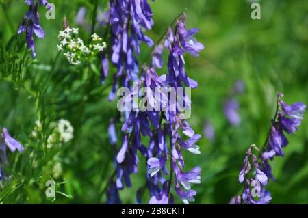 Nahaufnahme der Blumen der vicia cracca Pflanze. Diese Wildpflanze ist auch als Kuh, Vogel, getuftet, boreal oder ein blauer Vetch bekannt. Stockfoto