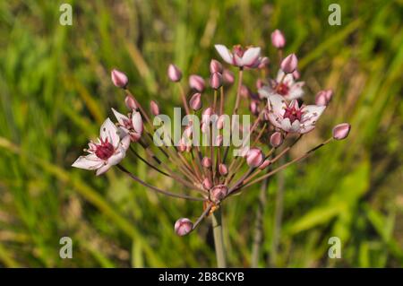 Nahaufnahme der blühenden Butomus umbellatus Wildblume. Zu den gebräuchlichen Namen gehören Blütenrausch oder Grasrausch. Stockfoto