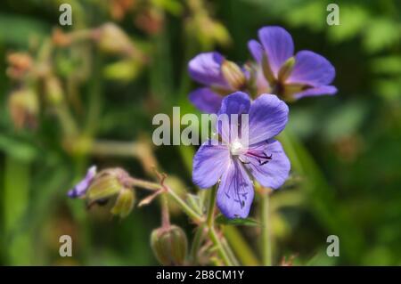 Nahaufnahme der blühenden Wiesengeranienblüte. Es ist auch als Wiesenkran-Rechnung bekannt. Der lateinische Name dieser Pflanze ist Geranium pratense. Stockfoto