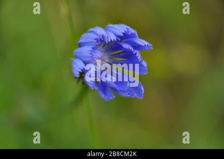 Nahaufnahme der Zichorie (Cichorium intybus) am Sommermorgen. Stockfoto